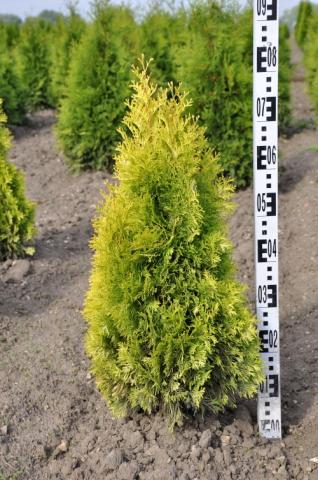 Thuja occidentalis 'Jantar'®